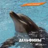 Звуки природы / Дельфины